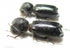 Bostrichidae sp.  Bolivia - INSECTS-STORE.RU