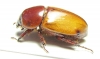 Cyclocephala sp.  Peru - INSECTS-STORE.RU