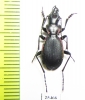 Carabus (Cechenochilus) boeberi longiceps  Georgia - INSECTS-STORE.RU
