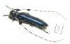 Agapanthia sp.  China - INSECTS-STORE.RU