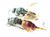 Chrysididae sp.  Russia, Tver reg. - INSECTS-STORE.RU