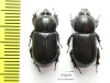 Phileurini sp., pair  Panama - INSECTS-STORE.RU
