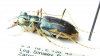 Guineica ? tetrachoides  Indonesia, Papua - INSECTS-STORE.RU