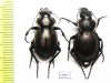 Callisthenes elegans valentine, pair  Kazakhstan - INSECTS-STORE.RU
