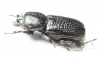 Phileurini sp.  Panama - INSECTS-STORE.RU