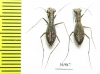 Dromica sp.  South Africa Rep. - INSECTS-STORE.RU