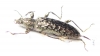 Gigantopigeus mirabilis  Malaysia - INSECTS-STORE.RU