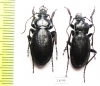 Carabus (Morphocarabus) spasskianus schestopalovi  Kazakhstan - INSECTS-STORE.RU