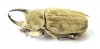 Spodistes grandis, male  Ecuador 37mm - INSECTS-STORE.RU