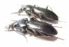 Carabus (Morphocarabus) spasskianus schestopalovi  Kazakhstan - INSECTS-STORE.RU