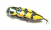 Thrincopyge alacris  USA - INSECTS-STORE.RU