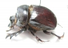 Heliocopris japetus  Zimbabwe - INSECTS-STORE.RU