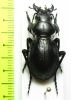 Callisthenes elegans ssp.  Kazakhstan - INSECTS-STORE.RU