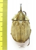 Spodistes grandis, male  Ecuador 37mm - INSECTS-STORE.RU