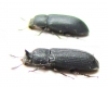Cryphaeus gazella, pair  Indonesia, Halmahera isl. - INSECTS-STORE.RU