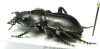 Callisthenes elegans ssp.  Kazakhstan - INSECTS-STORE.RU