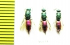 Chrysididae sp.  Russia, Tver reg. - INSECTS-STORE.RU