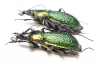 Carabus (Megodontus) vietinghoffi caesareus, pair  Russia, Far East - INSECTS-STORE.RU