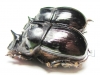 Catharsius calaharicus, male  Namibia - INSECTS-STORE.RU