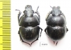 Lethrus nasreddinovi, pair  Tajikistan - INSECTS-STORE.RU