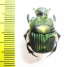 Phanaeus lunaris, male  Ecuador - INSECTS-STORE.RU