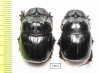 Catharsius calaharicus, male  Namibia - INSECTS-STORE.RU