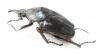 Fornasinius higginsi, male  Ghana 53mm - INSECTS-STORE.RU