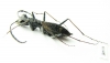 Dromica mesothoracica  Zambia - INSECTS-STORE.RU