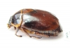 Rutelinae sp.  Ecuador - INSECTS-STORE.RU