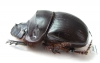Catharsius chinai, male  Zambia - INSECTS-STORE.RU