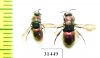 Chrysididae sp.  Russia, Moscow reg. - INSECTS-STORE.RU