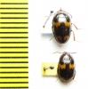Tenebrionidae sp., pair  Vietnam - INSECTS-STORE.RU