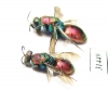 Chrysididae sp.  Russia, Moscow reg. - INSECTS-STORE.RU