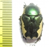 Protaetia trojana ssp.now.  Iran, Fars prov. - INSECTS-STORE.RU