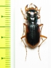 Megacephala australasiae, male  Australia - INSECTS-STORE.RU