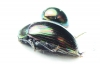 Tenebrionidae sp.  Indonesia, Kalimantan - INSECTS-STORE.RU