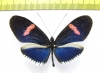 Nymphalidae sp.  Ecuador - INSECTS-STORE.RU
