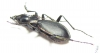 Carabus (Cechenochilus) boeberi longiceps  Georgia - INSECTS-STORE.RU