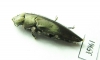 Buprestidae sp.  Tanzania - INSECTS-STORE.RU