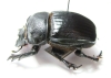 Heliocopris sp.  Congo - INSECTS-STORE.RU