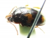 Tenebrionidae sp., pair  Vietnam - INSECTS-STORE.RU
