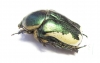 Protaetia trojana ssp.now.  Iran, Fars prov. - INSECTS-STORE.RU