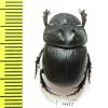Catharsius crassicornis, male  Togo - INSECTS-STORE.RU