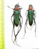 Chloridolum sieversi, pair  Russia, Far East - INSECTS-STORE.RU