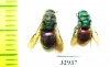 Chrysididae sp.  Russia, Moscow reg. - INSECTS-STORE.RU