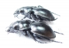Callisthenes elegans danilevskii  Kazakhstan - INSECTS-STORE.RU