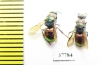Chrysididae sp.  Russia, Moscow reg. - INSECTS-STORE.RU