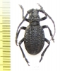 Phantasis sp.  Zambia - INSECTS-STORE.RU