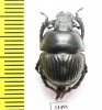 Lethrus auriculatus, male  Tajikistan - INSECTS-STORE.RU