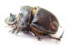 Heliocopris staudingeri  Zambia - INSECTS-STORE.RU